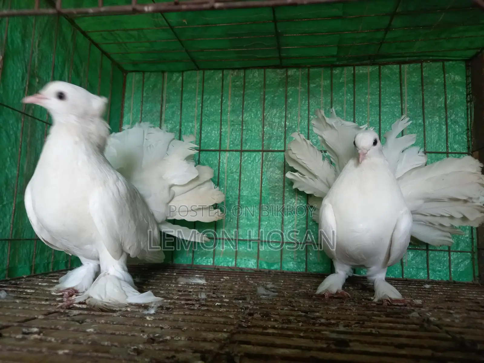 Two female pigeons for sale.