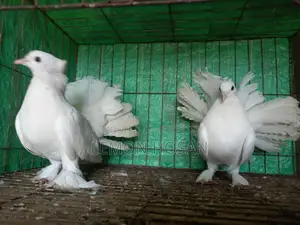 Two female pigeons for sale.