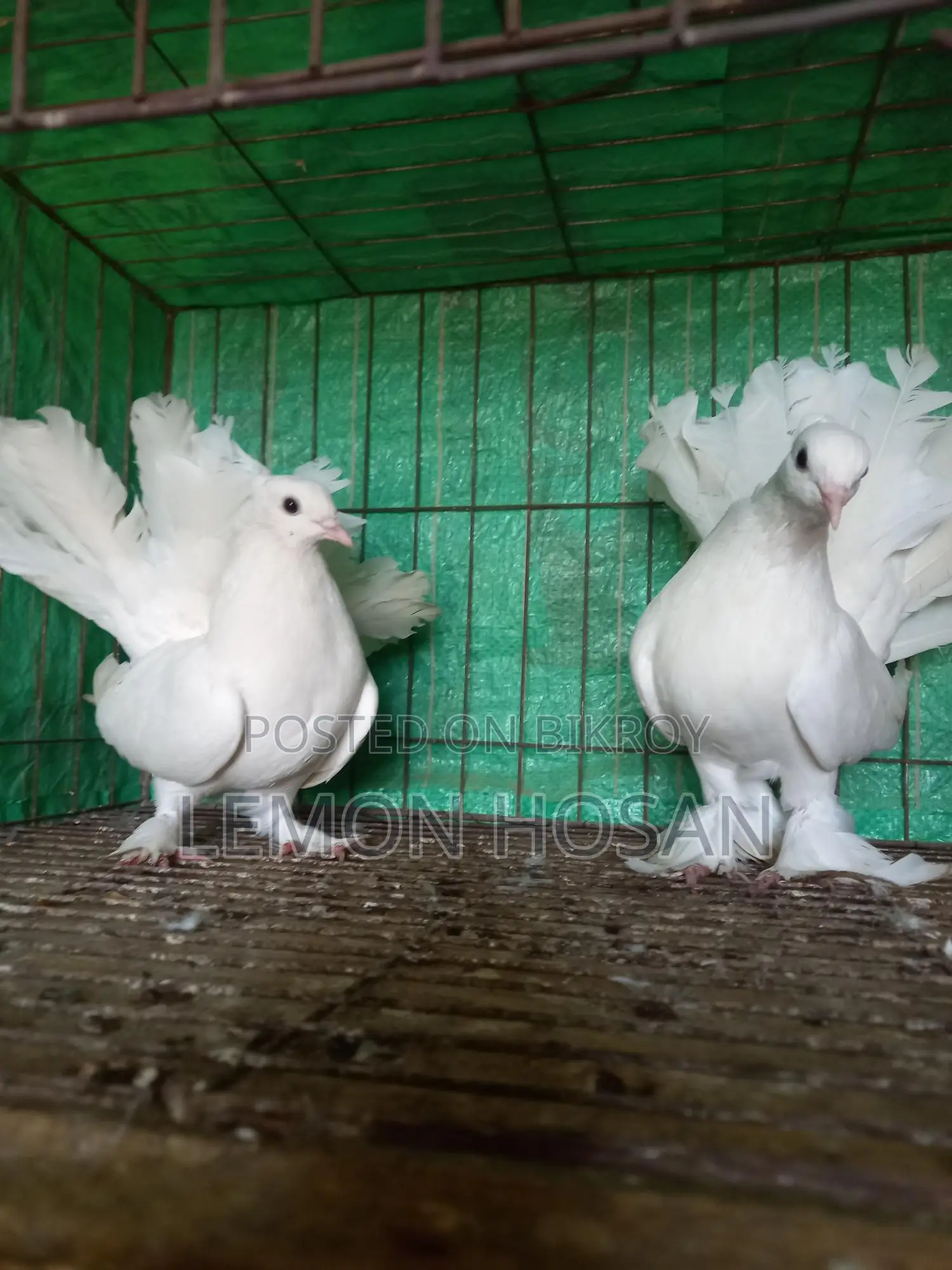 Two female pigeons for sale.