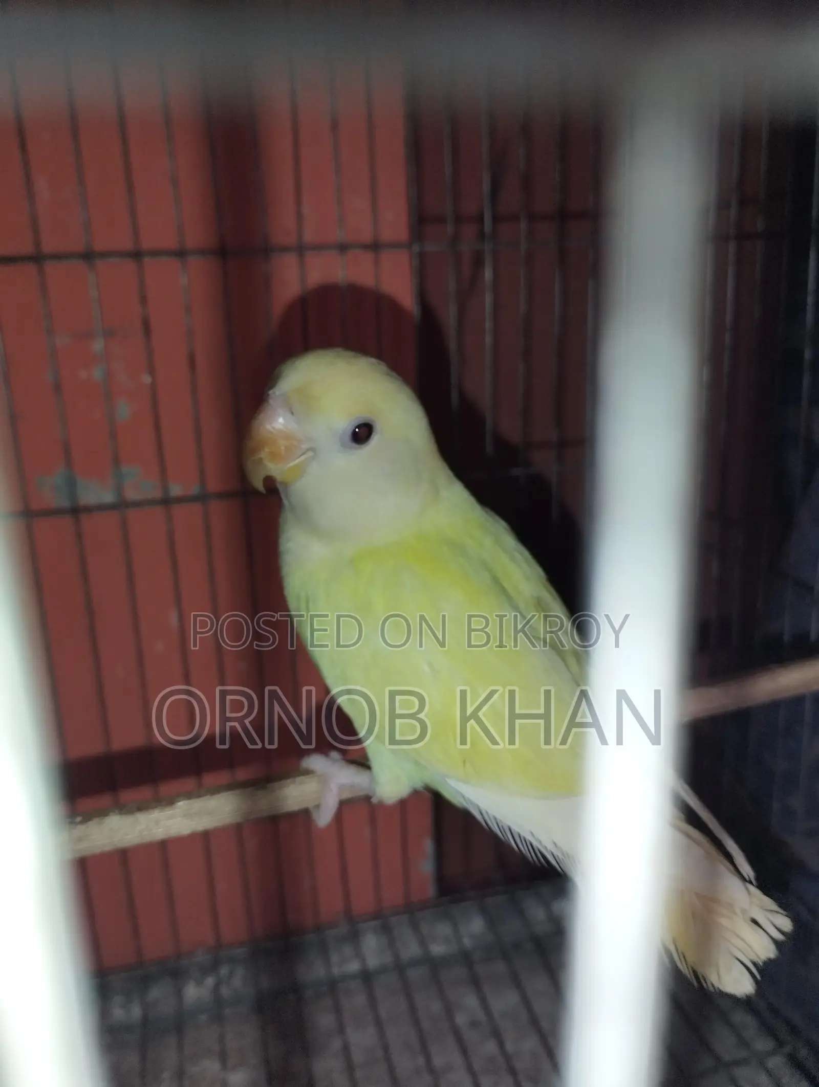 Love Bird Single Baby