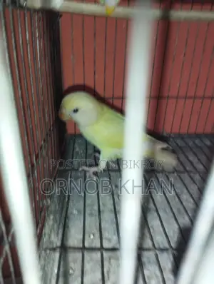 Love Bird Single Baby