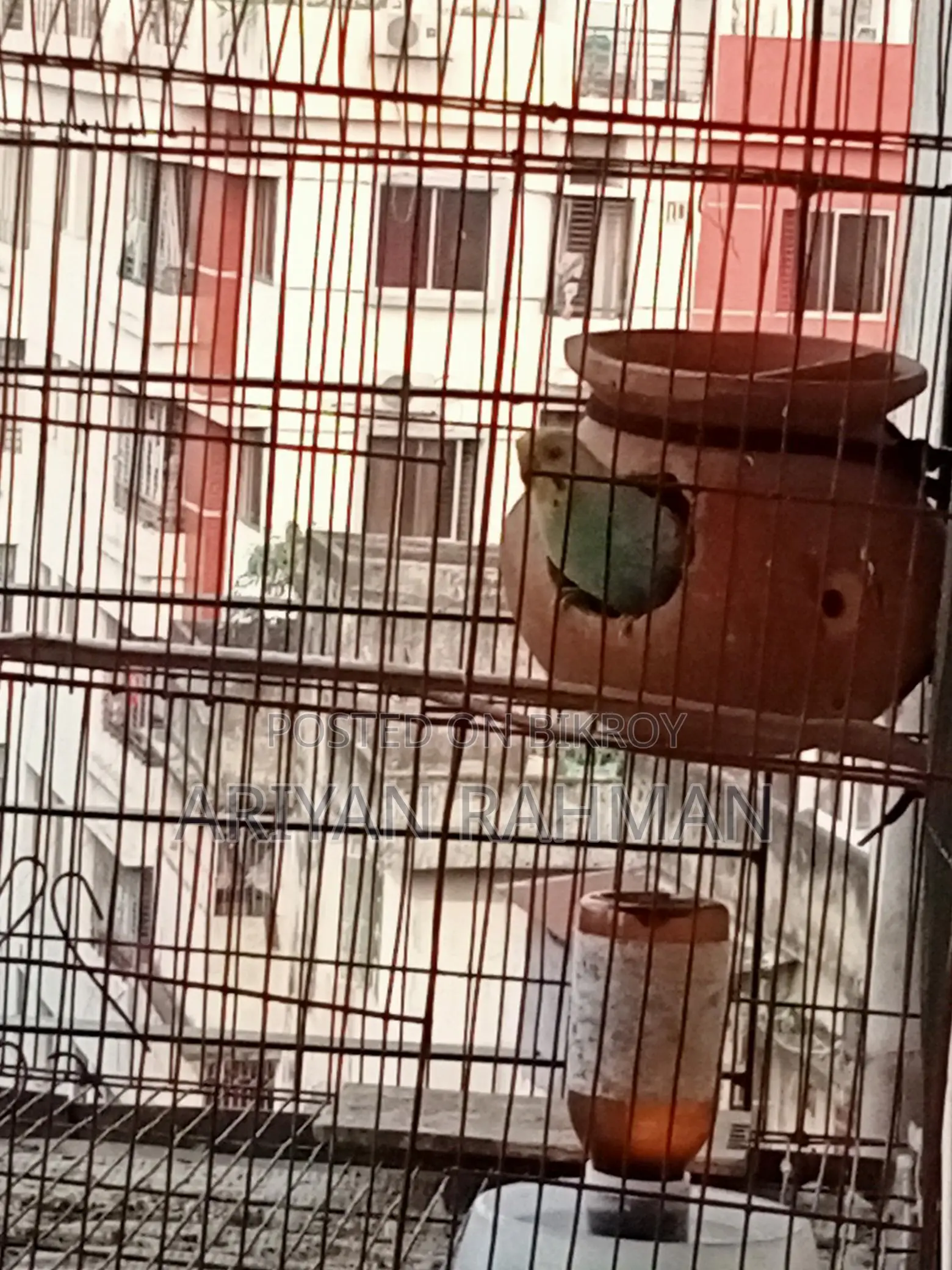 ফিমেল বাজরিগার