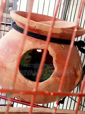 ফিমেল বাজরিগার