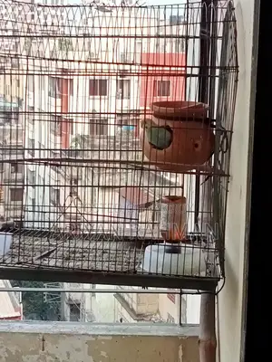 ফিমেল বাজরিগার
