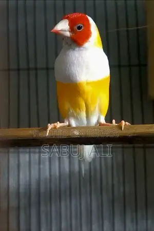Gouldian Finch