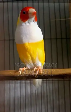 Gouldian Finch