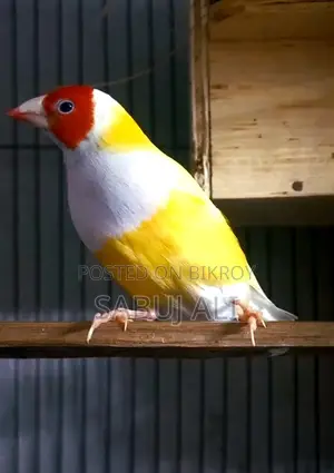 Gouldian Finch