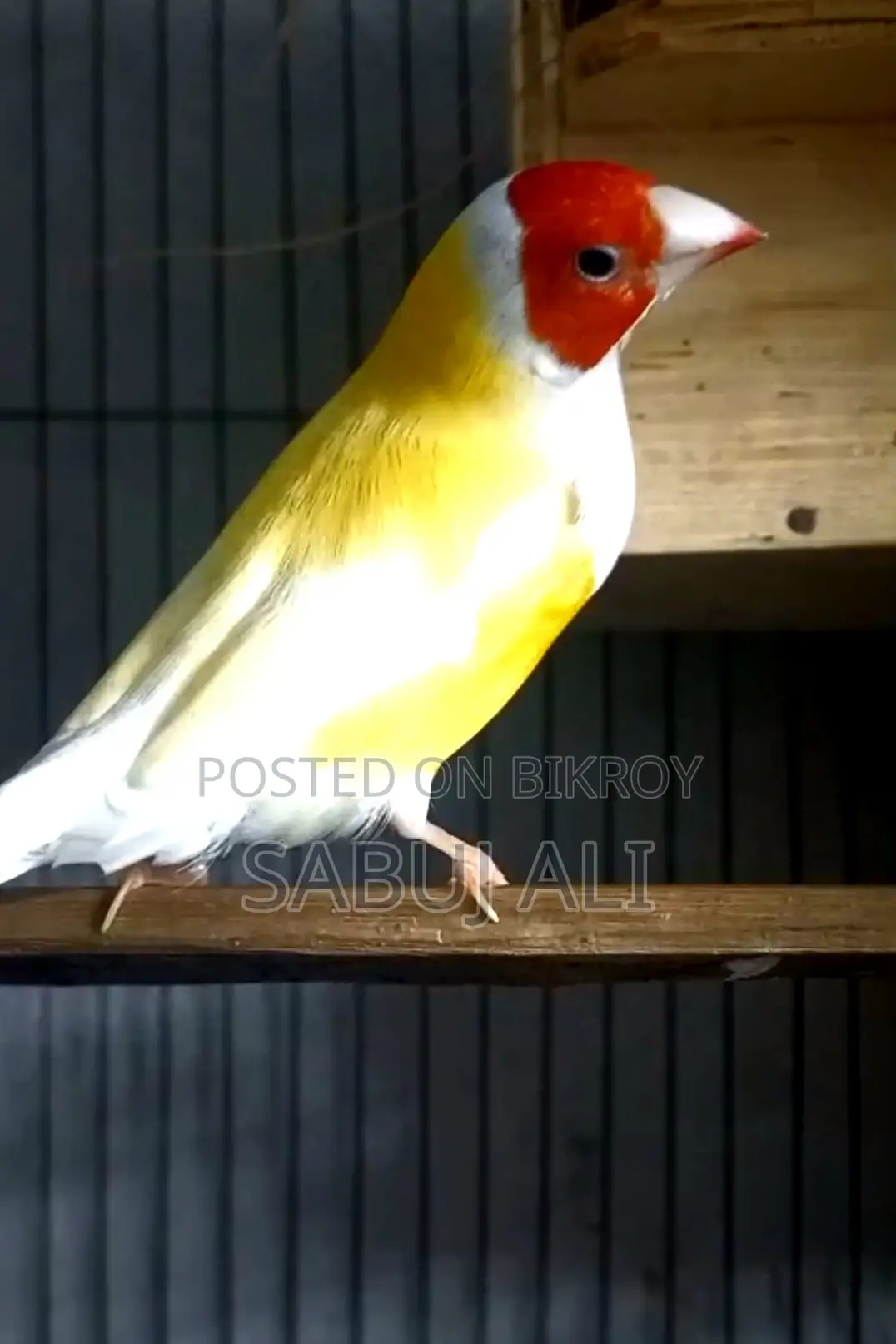 Gouldian Finch