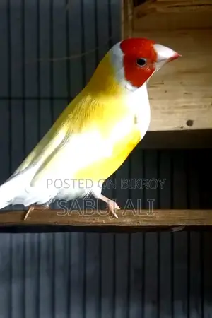 Gouldian Finch