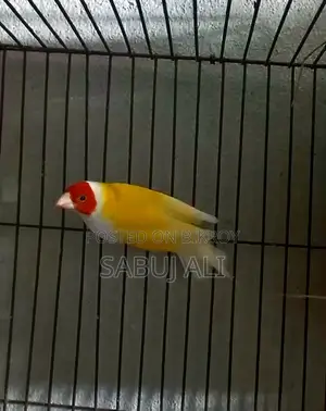 Gouldian Finch