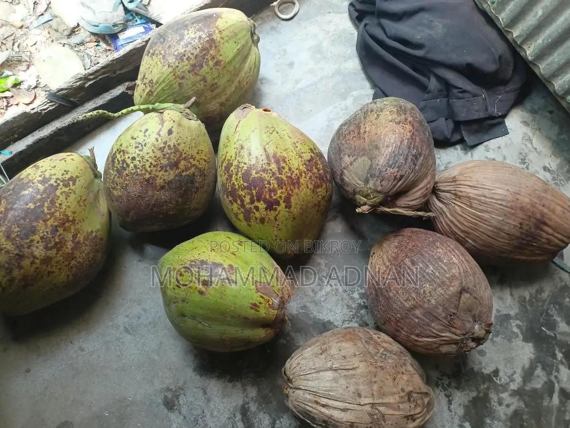 Dried Coconuts from Trees