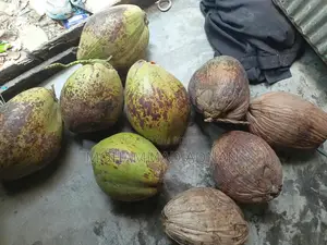 গাছের শুকনা নারকেল