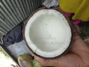 Dried Coconuts from Trees