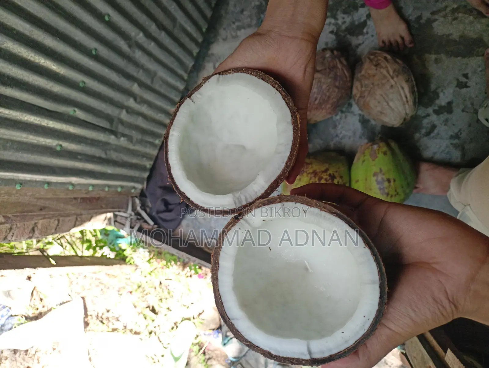 Dried Coconuts from Trees