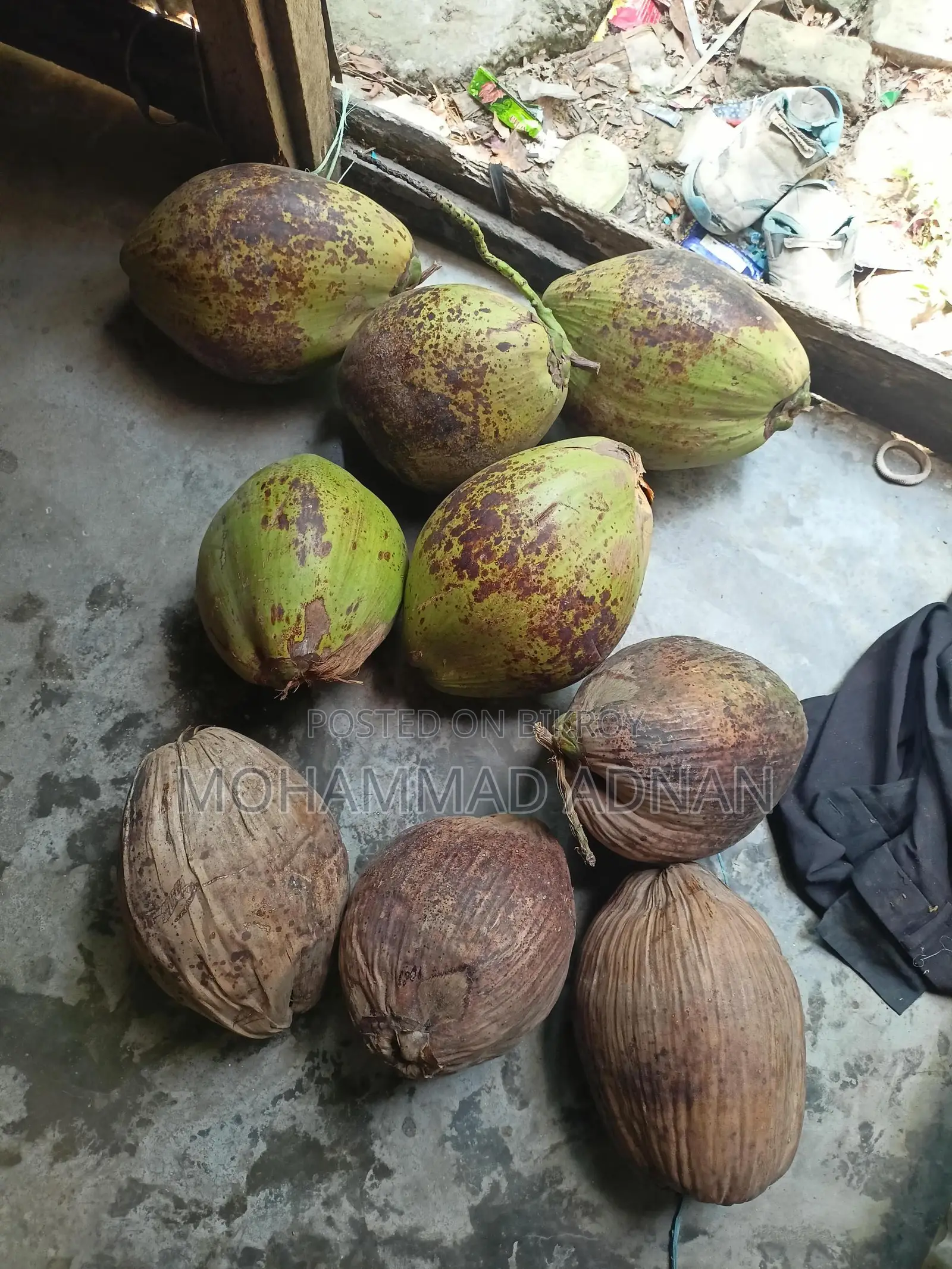 Dried Coconuts from Trees