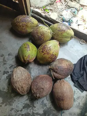 Dried Coconuts from Trees