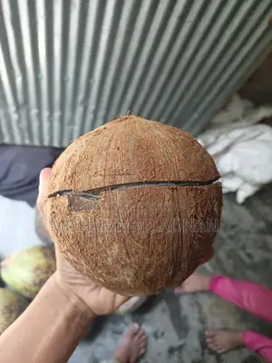 Dried Coconuts from Trees