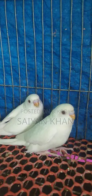 Albino Red-Eye Budgie