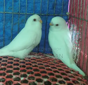 Albino Red-Eye Budgie