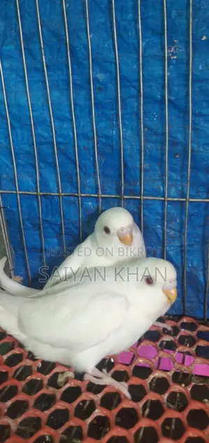 Albino Red-Eye Budgie