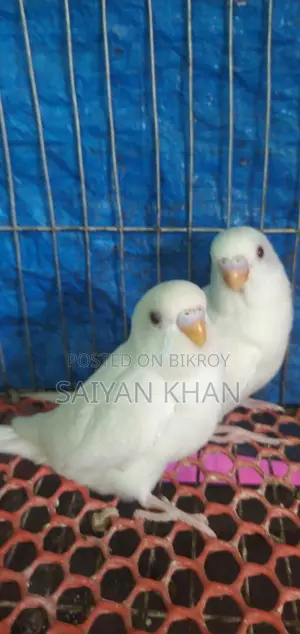 Albino Red-Eye Budgie
