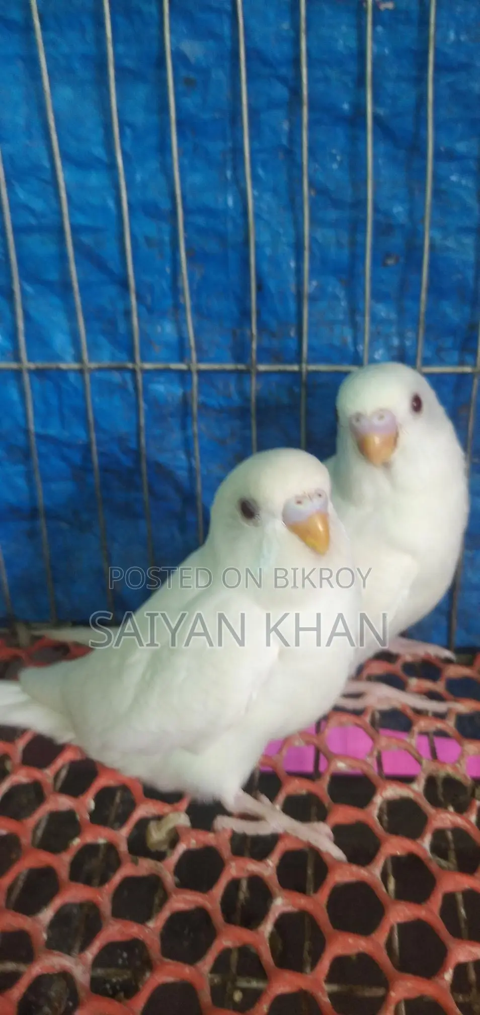 Albino Red-Eye Budgie