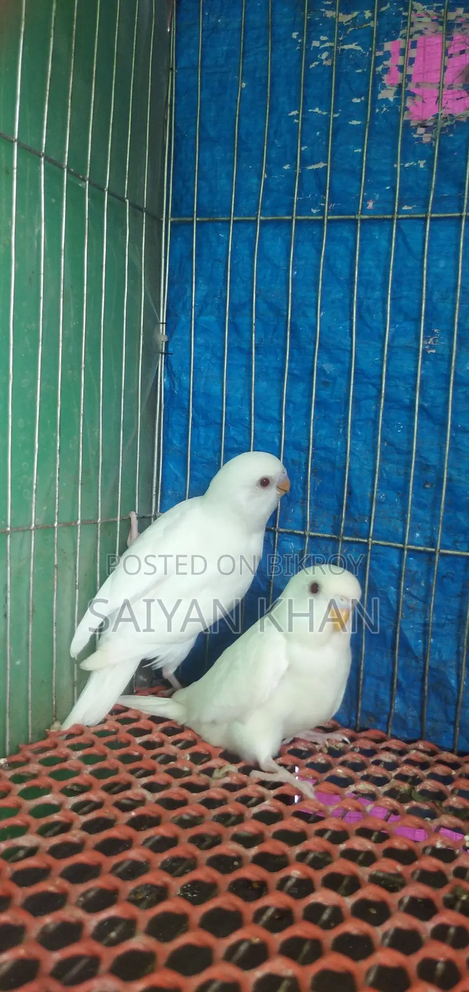 Albino Red-Eye Budgie