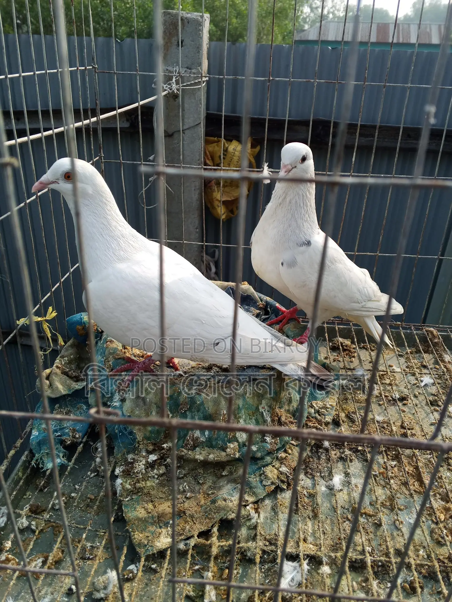 4 Pairs of Pigeons with Chicks for Sale