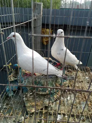 4 Pairs of Pigeons with Chicks for Sale