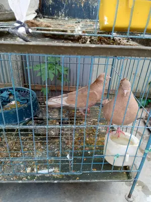 4 Pairs of Pigeons with Chicks for Sale