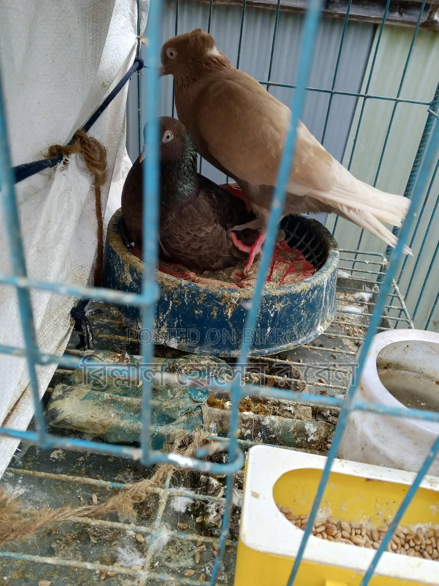 4 Pairs of Pigeons with Chicks for Sale