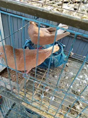 4 Pairs of Pigeons with Chicks for Sale