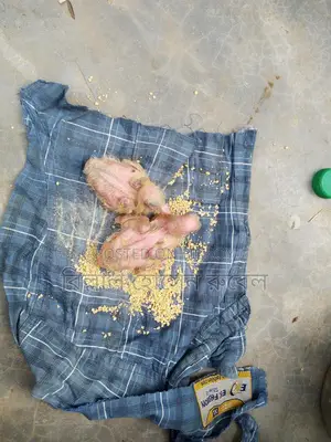 4 Pairs of Pigeons with Chicks for Sale
