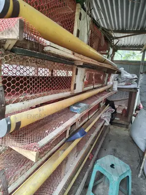 কোয়েল পাখি পালনের খাঁচা 1500 সেট