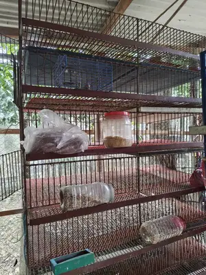 কোয়েল পাখি পালনের খাঁচা 1500 সেট