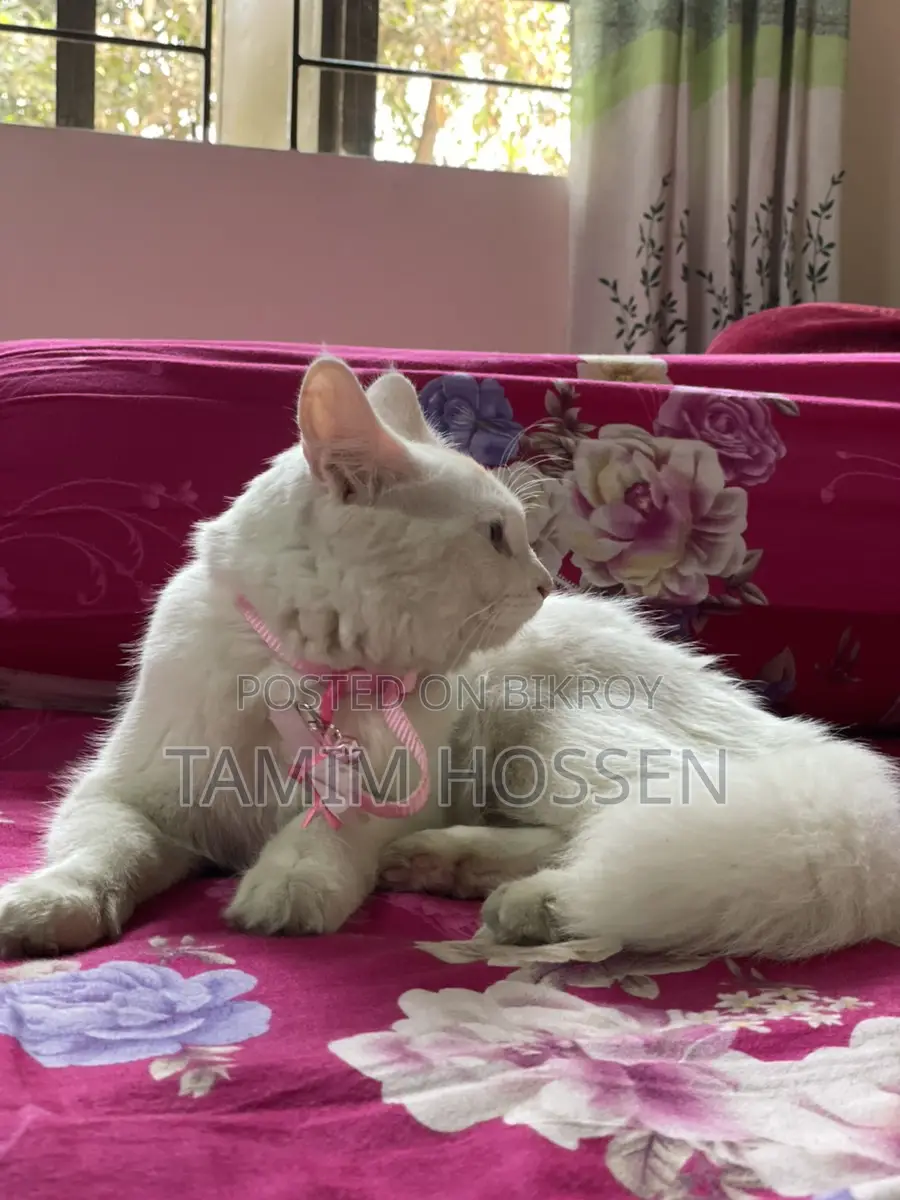 Persian Mixed Cat
