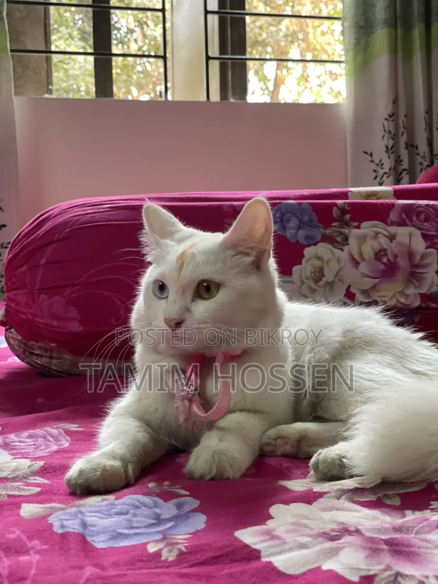 Persian Mixed Cat