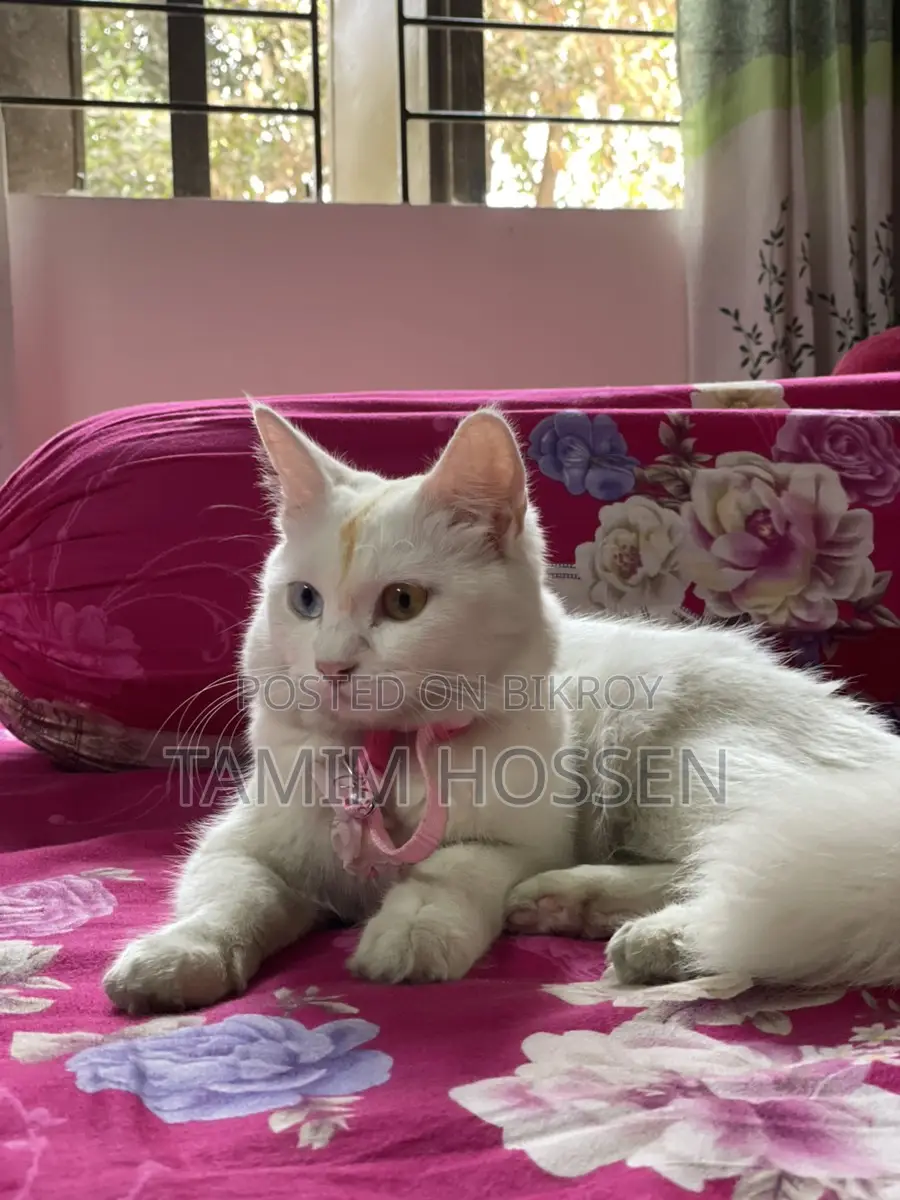 Persian Mixed Cat