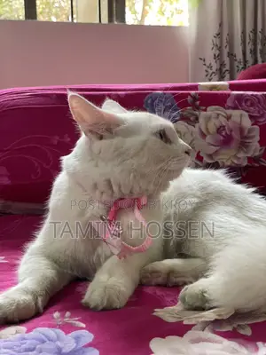 Persian Mixed Cat