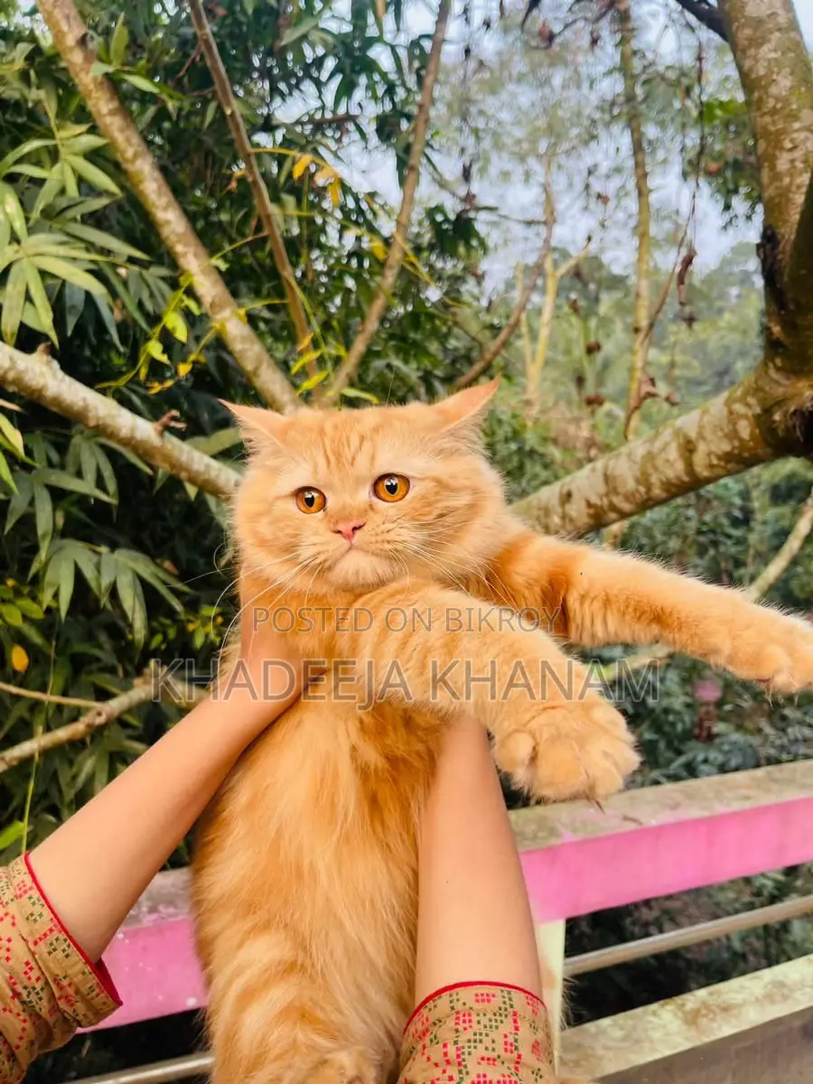 Pure Persian Female Cat