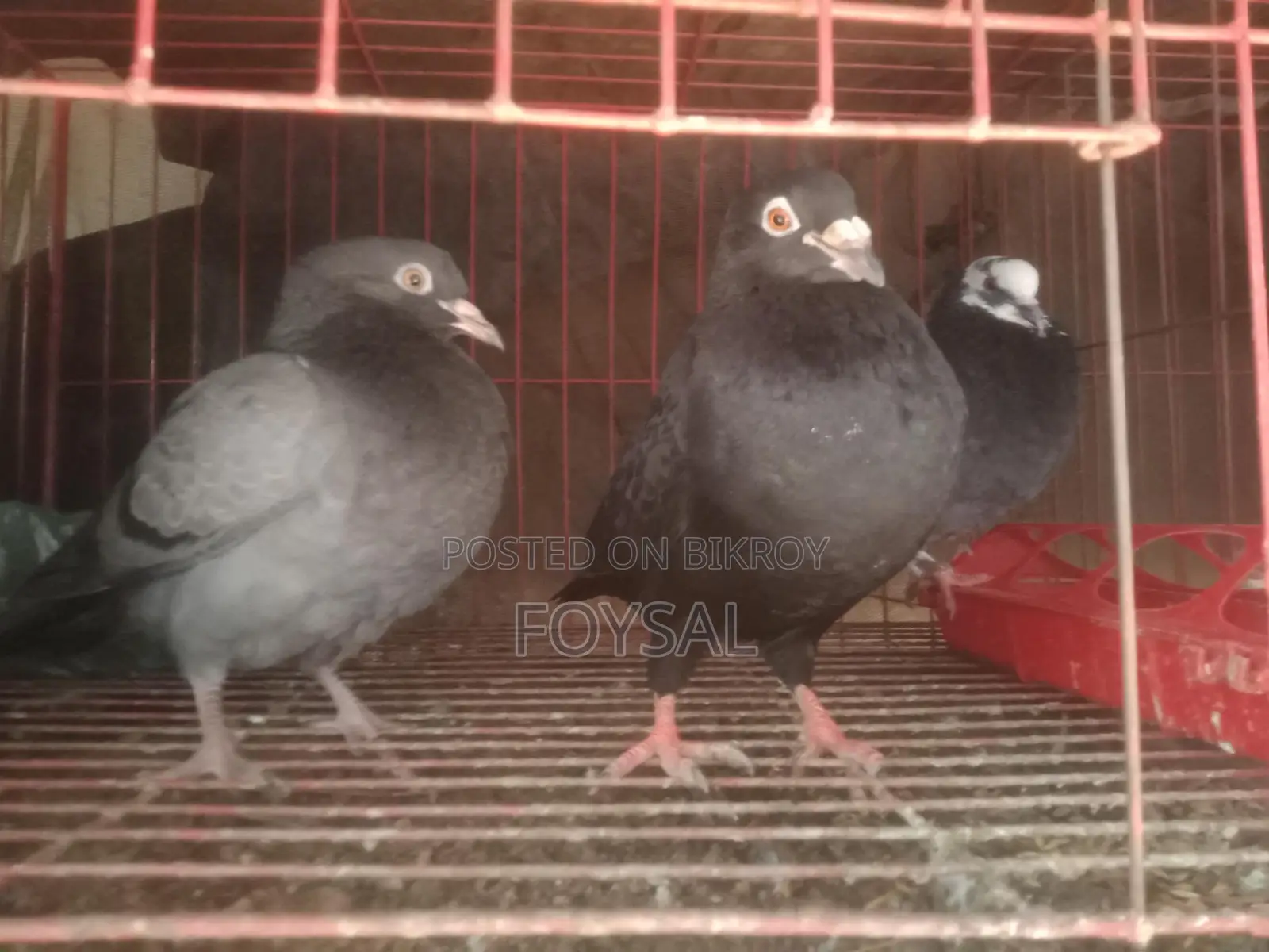 Pigeons for sale