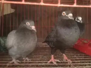 Pigeons for sale
