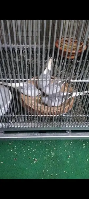Diamond Dove