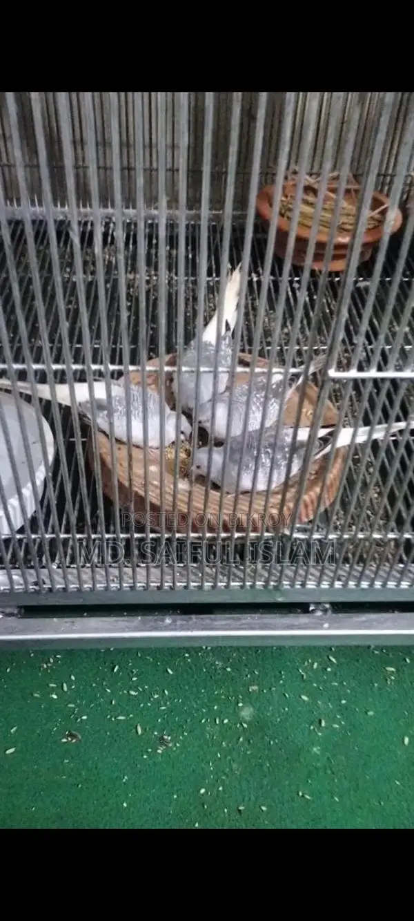 Diamond Dove