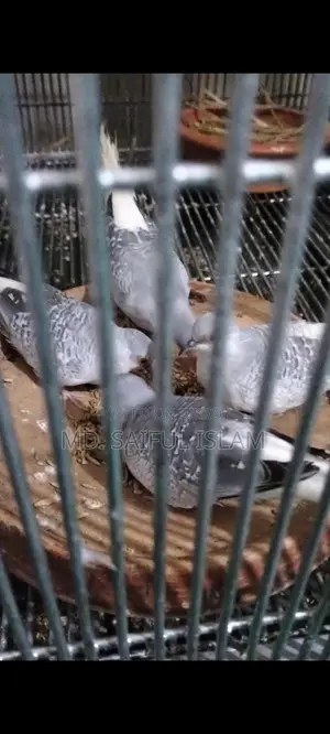 Diamond Dove