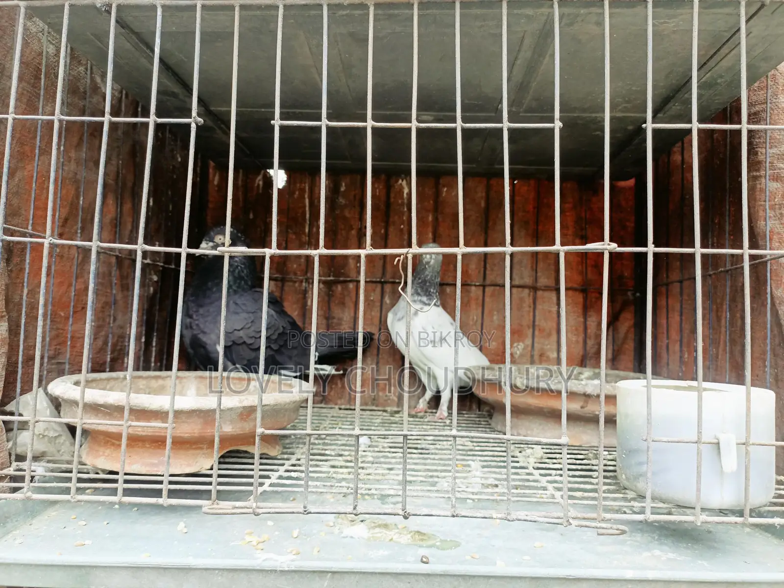 Pair of Pigeons for Sale