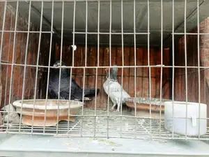 Pair of Pigeons for Sale