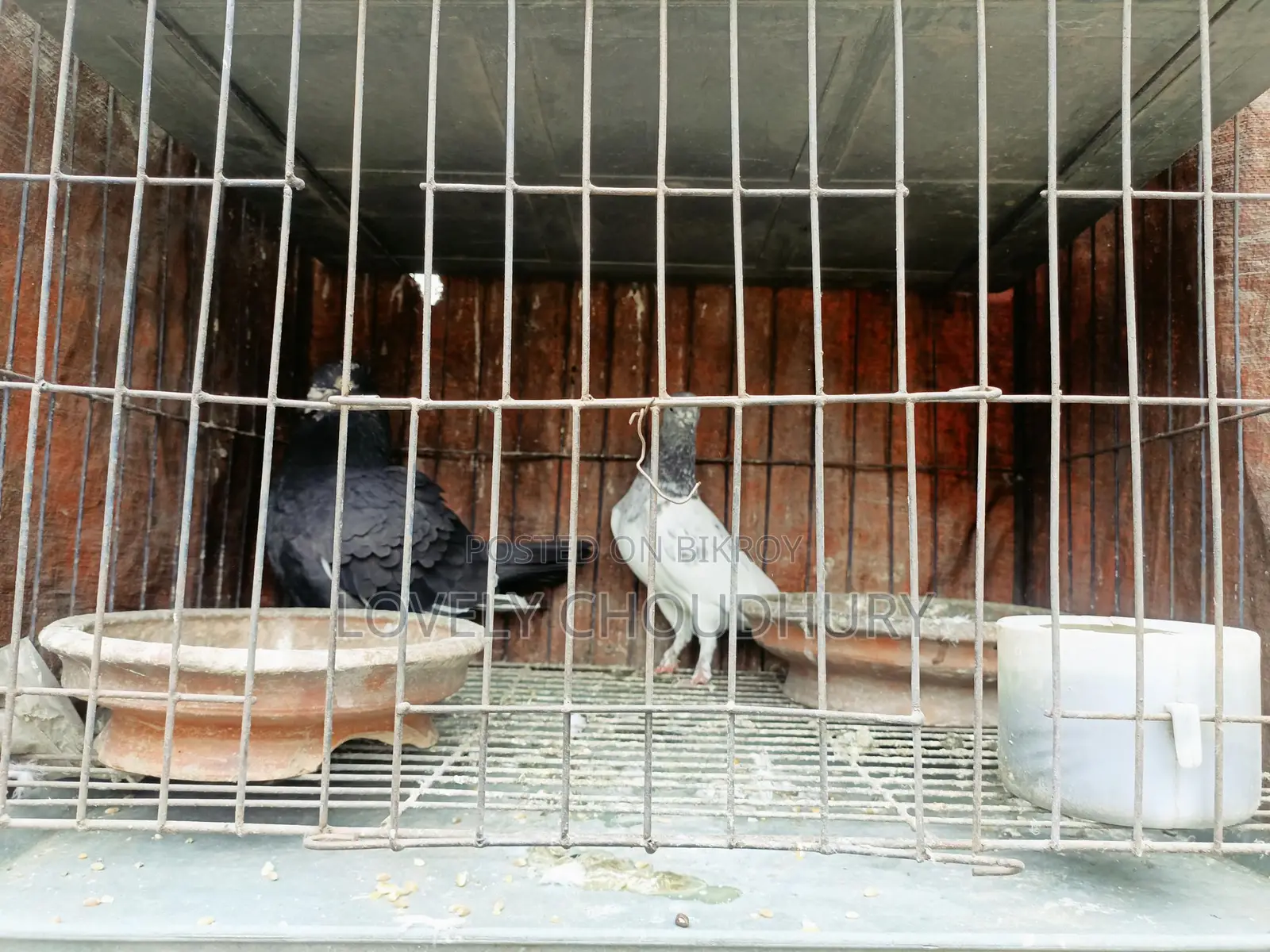 Pair of Pigeons for Sale