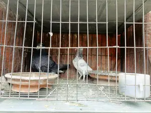 Pair of Pigeons for Sale