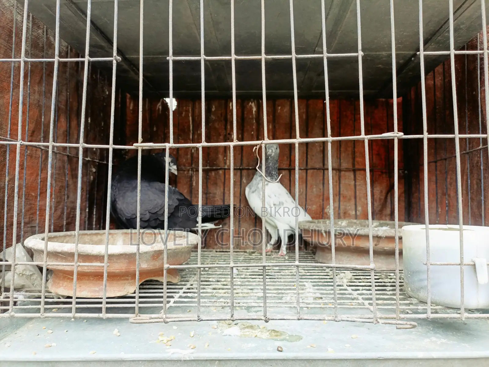 Pair of Pigeons for Sale